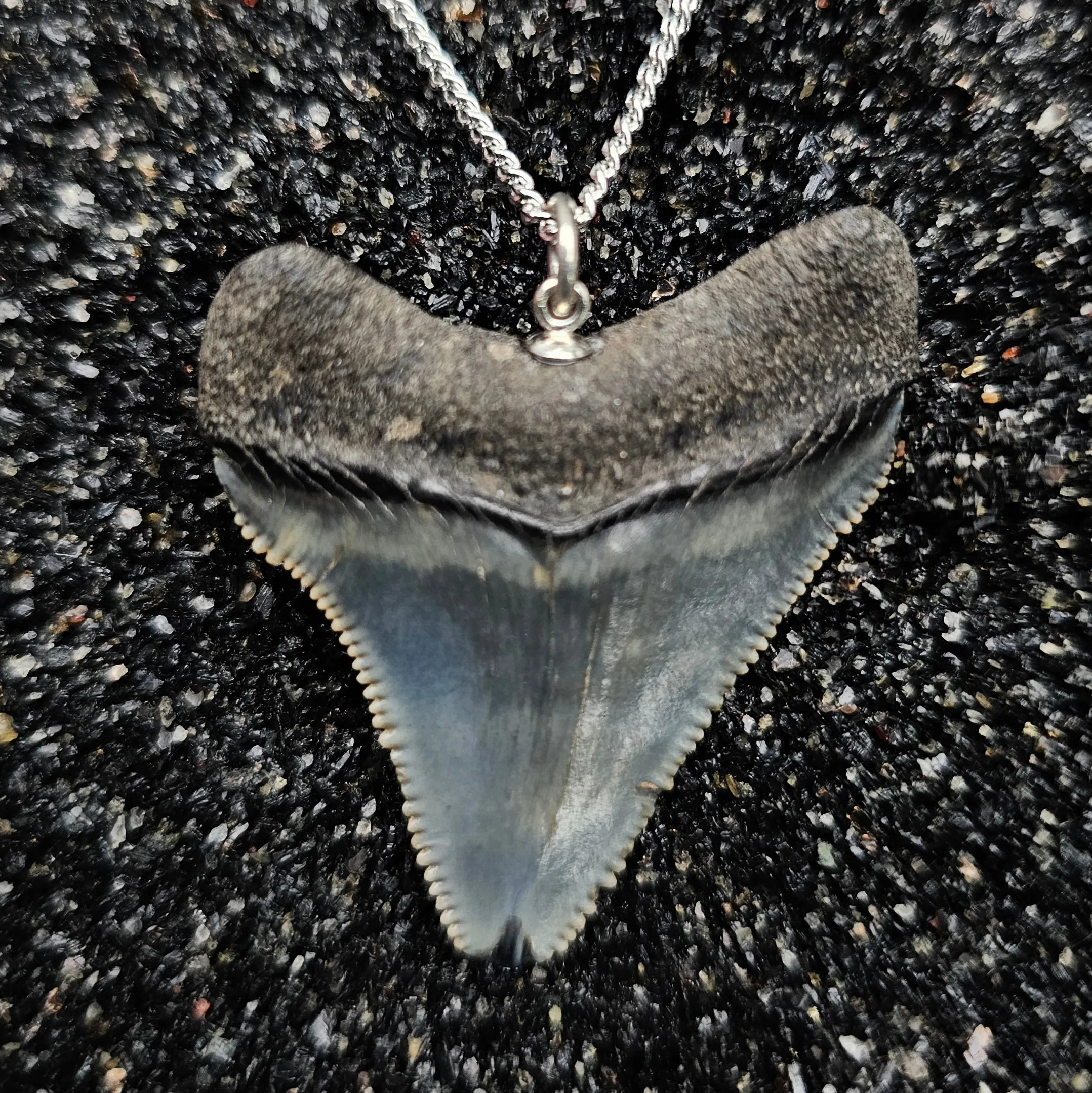 The Relic Necklace (Megalodon Tooth With Blue Sapphire, Set In 14k White Gold)