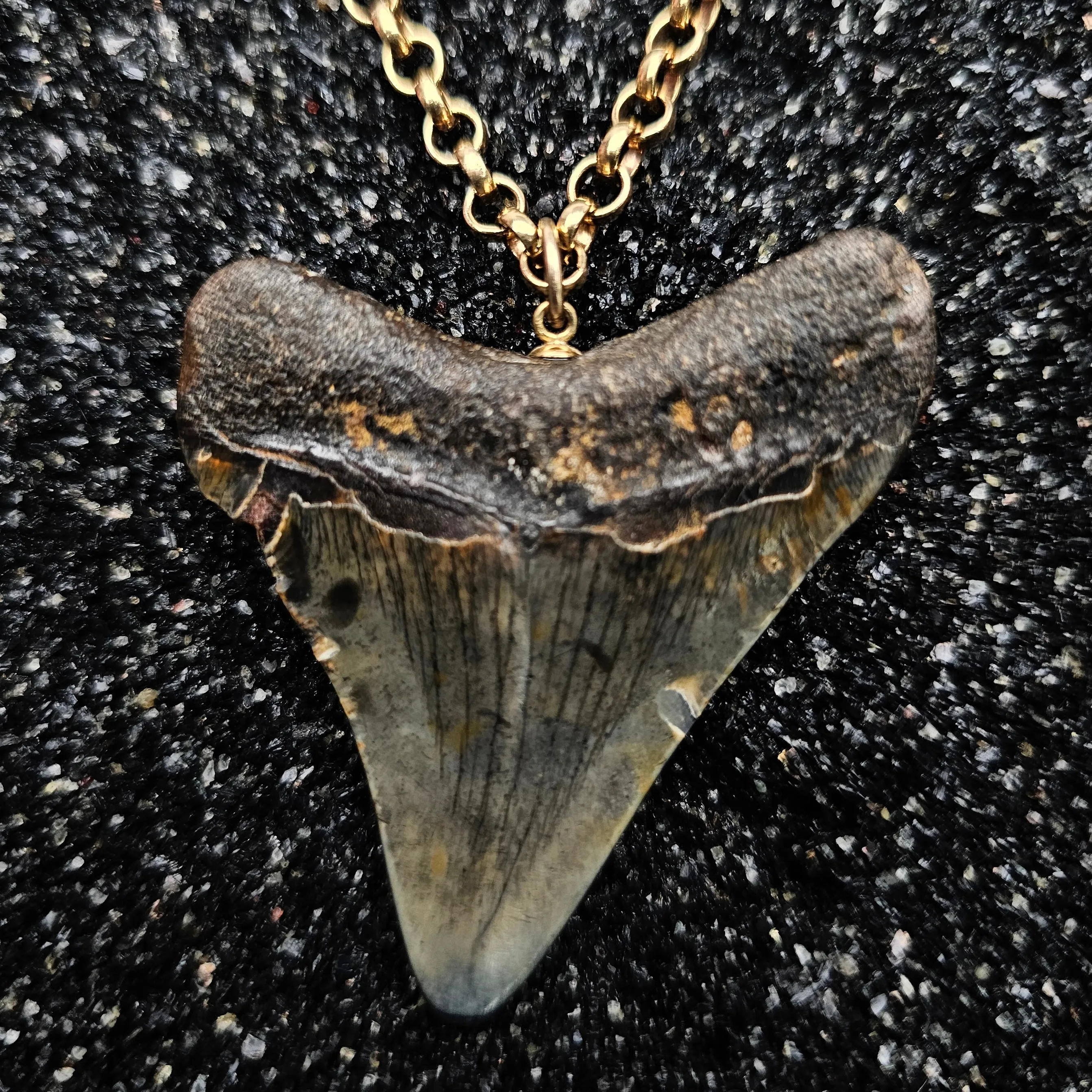 The Relic Necklace (Megalodon Tooth With Pink Sapphire, Set In 14k Yellow Gold)